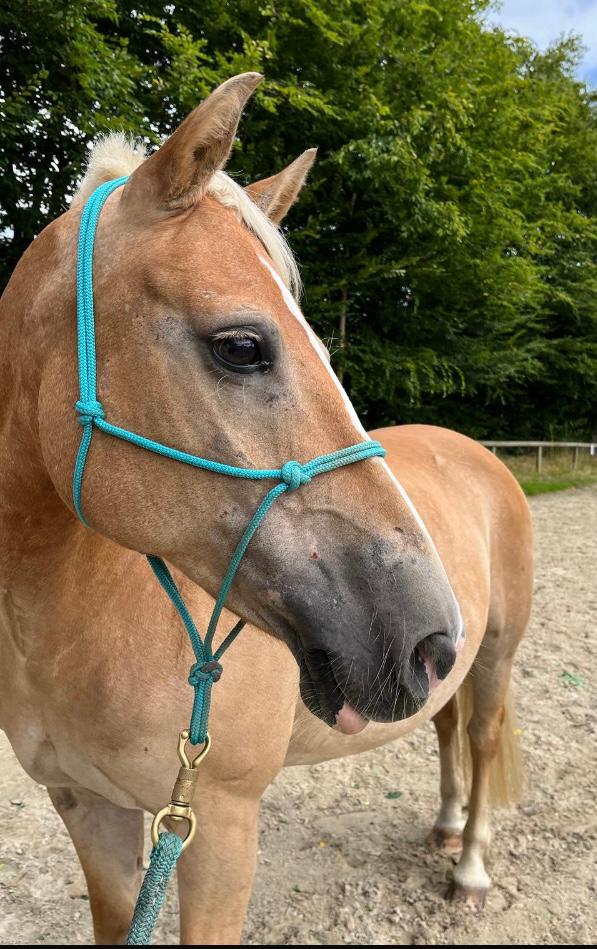 photos de poney chez equidays wavre