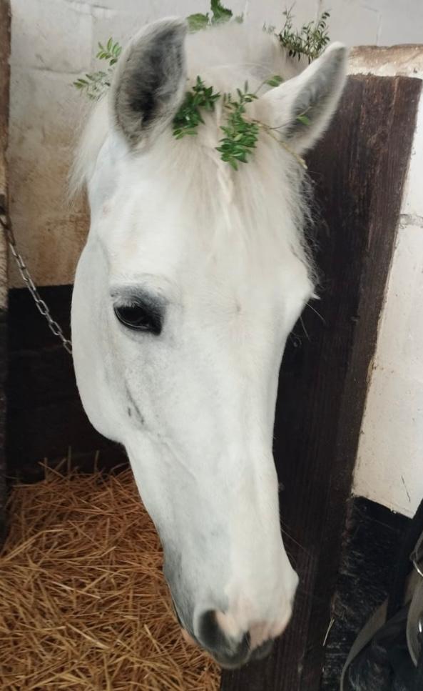 photo de poneys pour les cours d'équitation à wavre